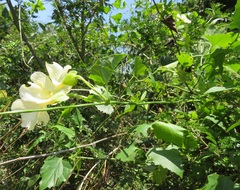 Thunbergia dregeana