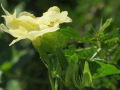 Thunbergia dregeana