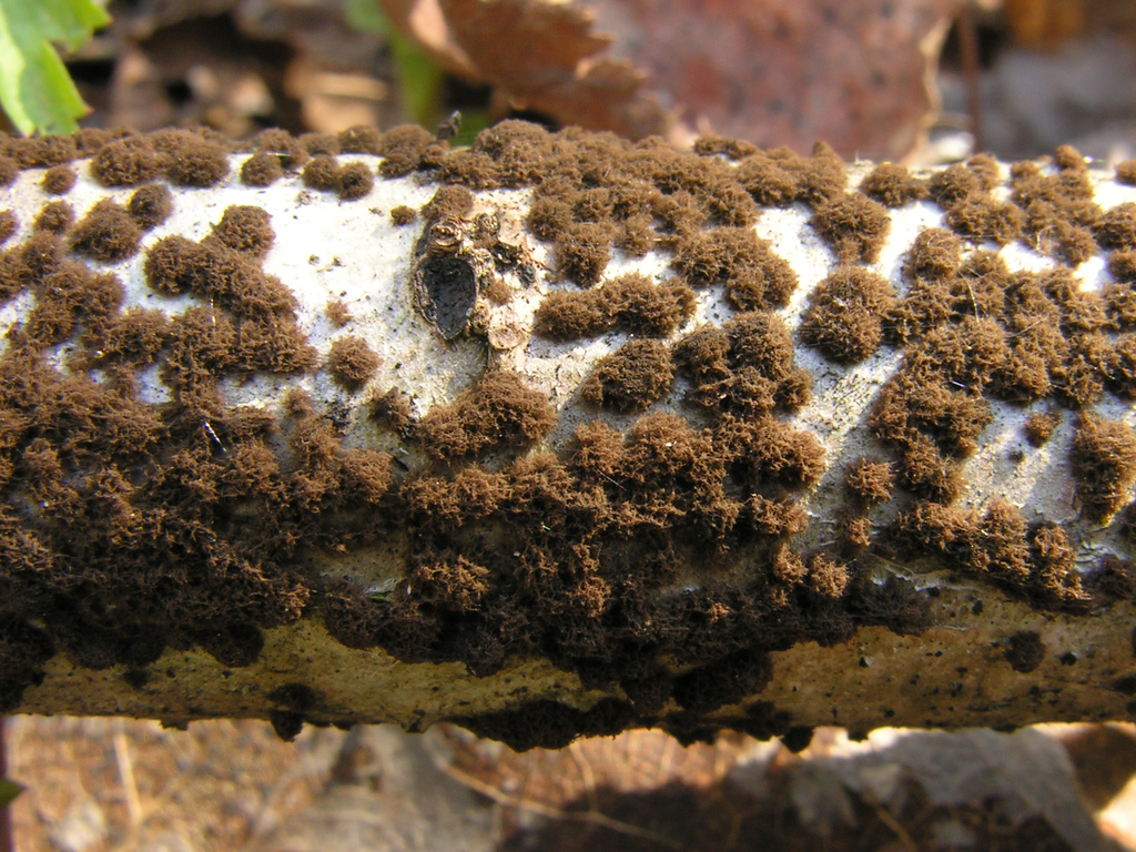Conoplea