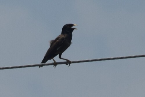 Common Myna