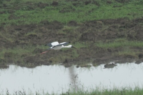 Asian Openbill