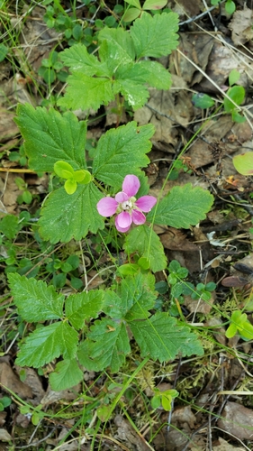Arctic raspberry