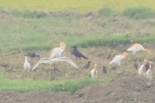 Eastern Cattle-Egret