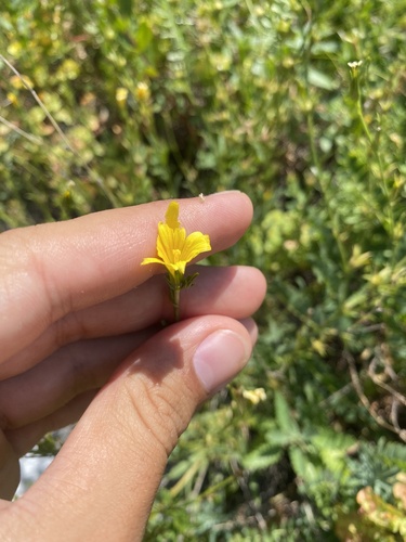 Linum tauricum, photograph 2