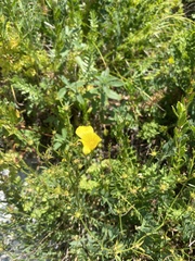 Linum tauricum