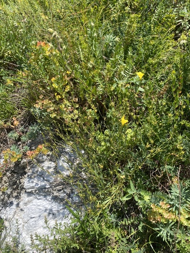 Linum tauricum, photograph 4