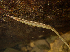 Ocellated Pipefish photo 4