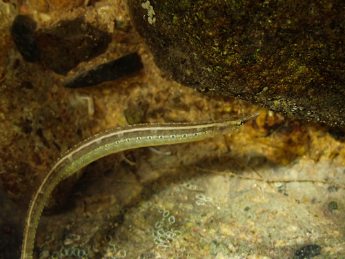 Ocellated pipefish (Microphis ocellatus) — Syngnathidae — 2