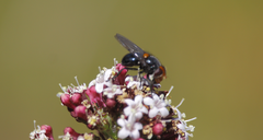 Copestylum rufoscutellare