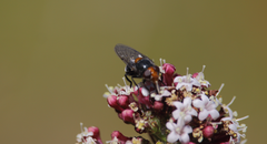 Copestylum rufoscutellare