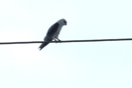 Asian Black-winged Kite
