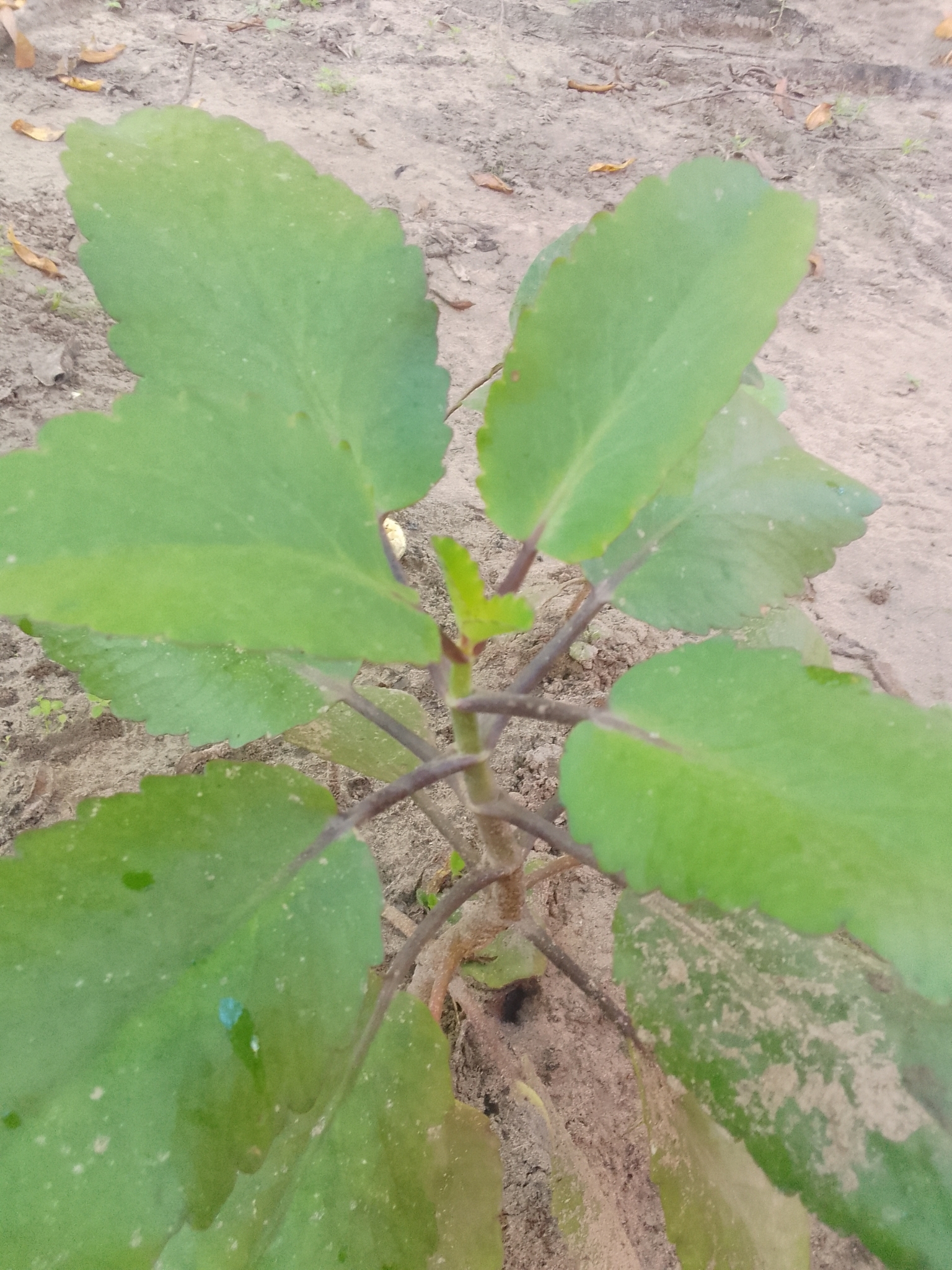 Kalanchoe pinnata