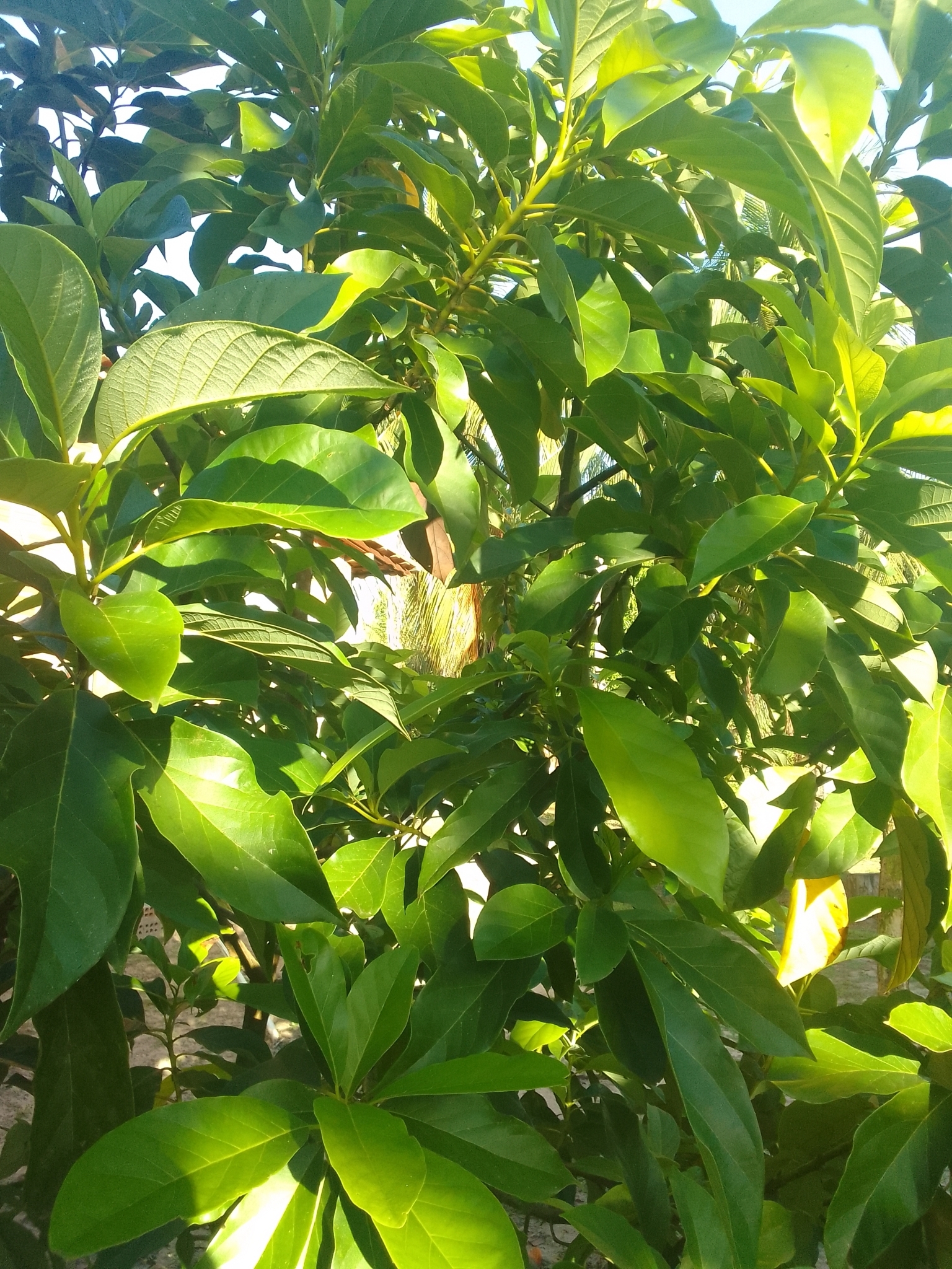 Persea americana