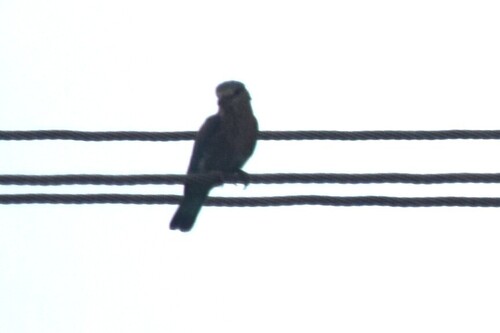 Indian Roller