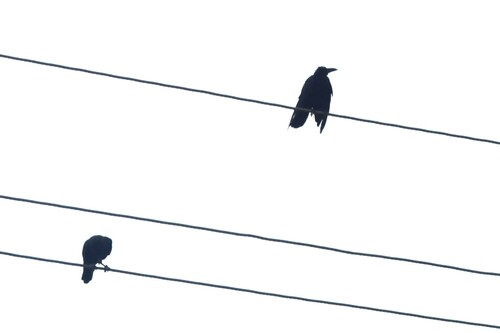 Large-billed Crow