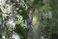 Melanerpes carolinus image