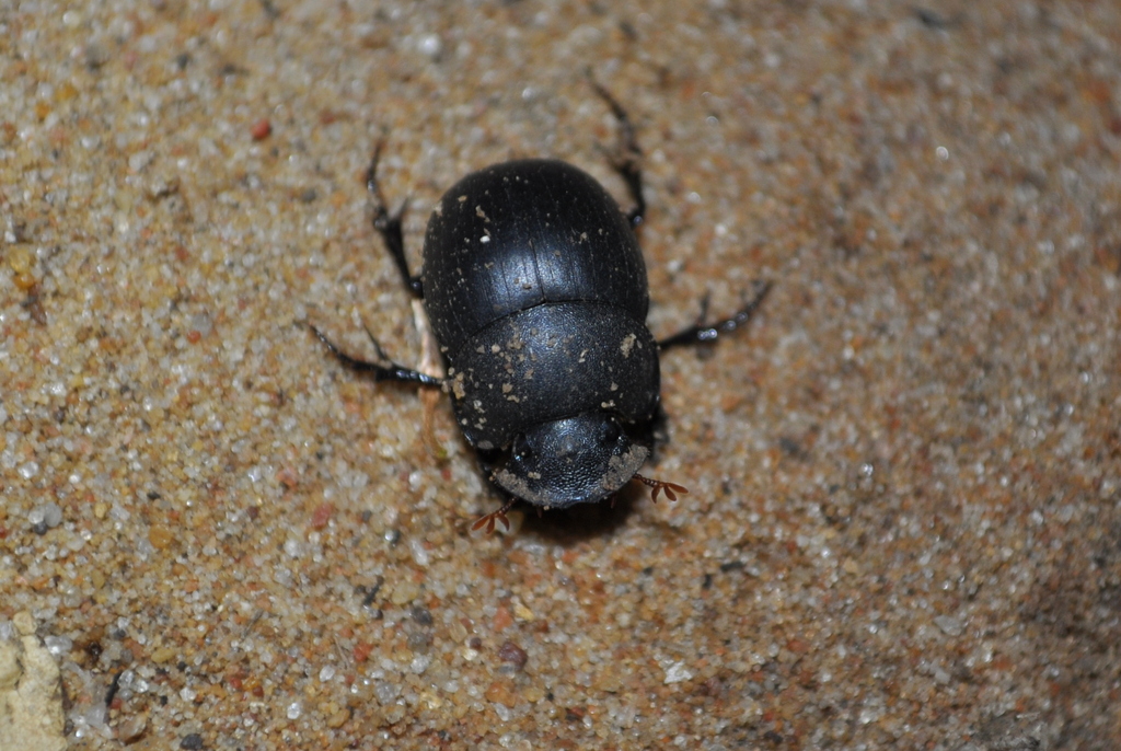 Metacatharsius troglodytes
