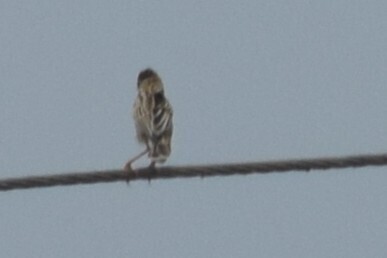 Zitting Cisticola