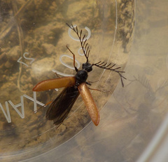 Plastocerus angulosus