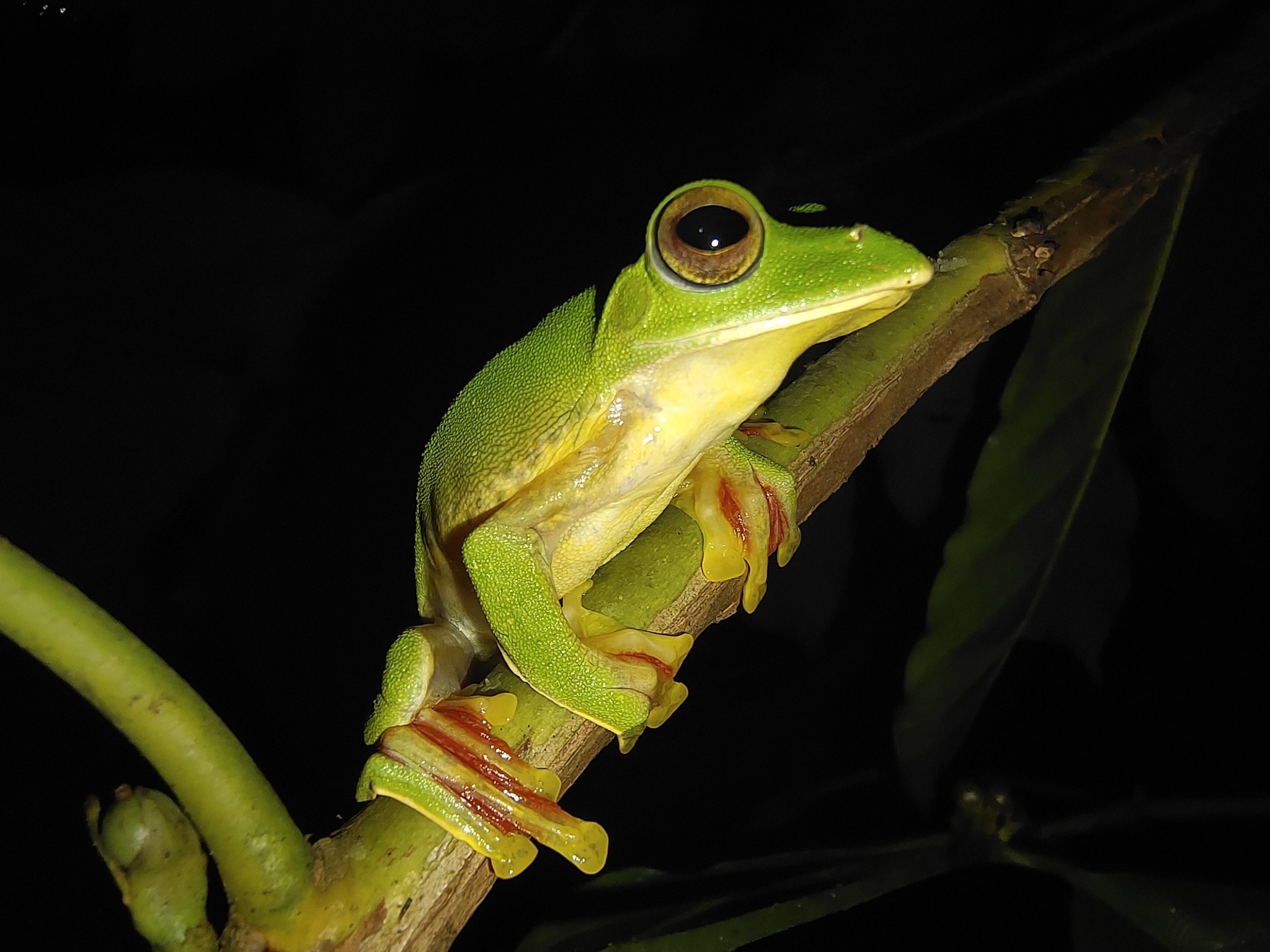 Malabar Gliding Tree Frog