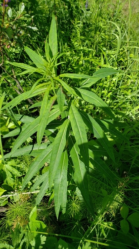fireweed