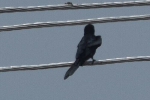 Black Drongo