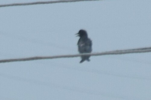 Black Drongo