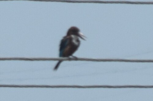 White-throated Kingfisher