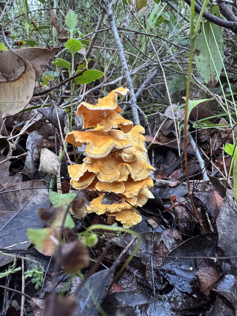 Podoserpula pusio · July 2025 · photo: © sunshiney_tyler (iNaturalist, cc-by)