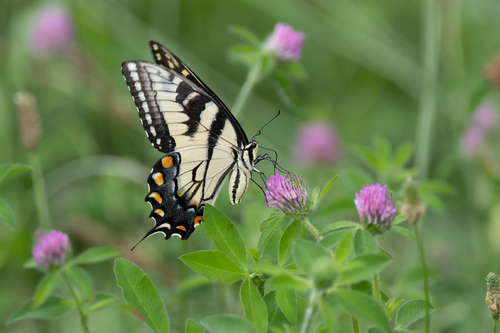 Eastern Tiger Swallowtail