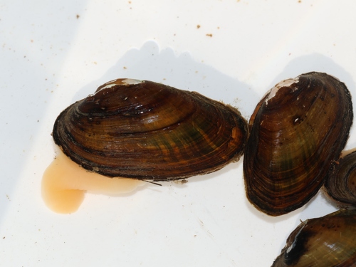Unio tumidiformis observed 2025-07-12