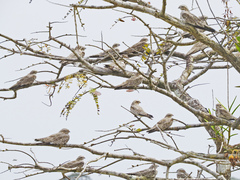 Chordeiles rupestris