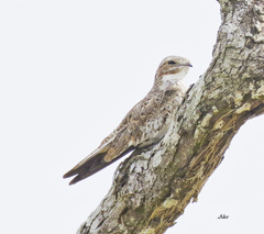 Chordeiles rupestris