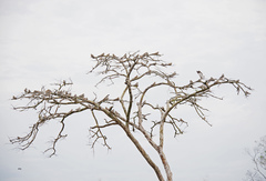 Chordeiles rupestris