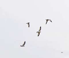 Chordeiles rupestris