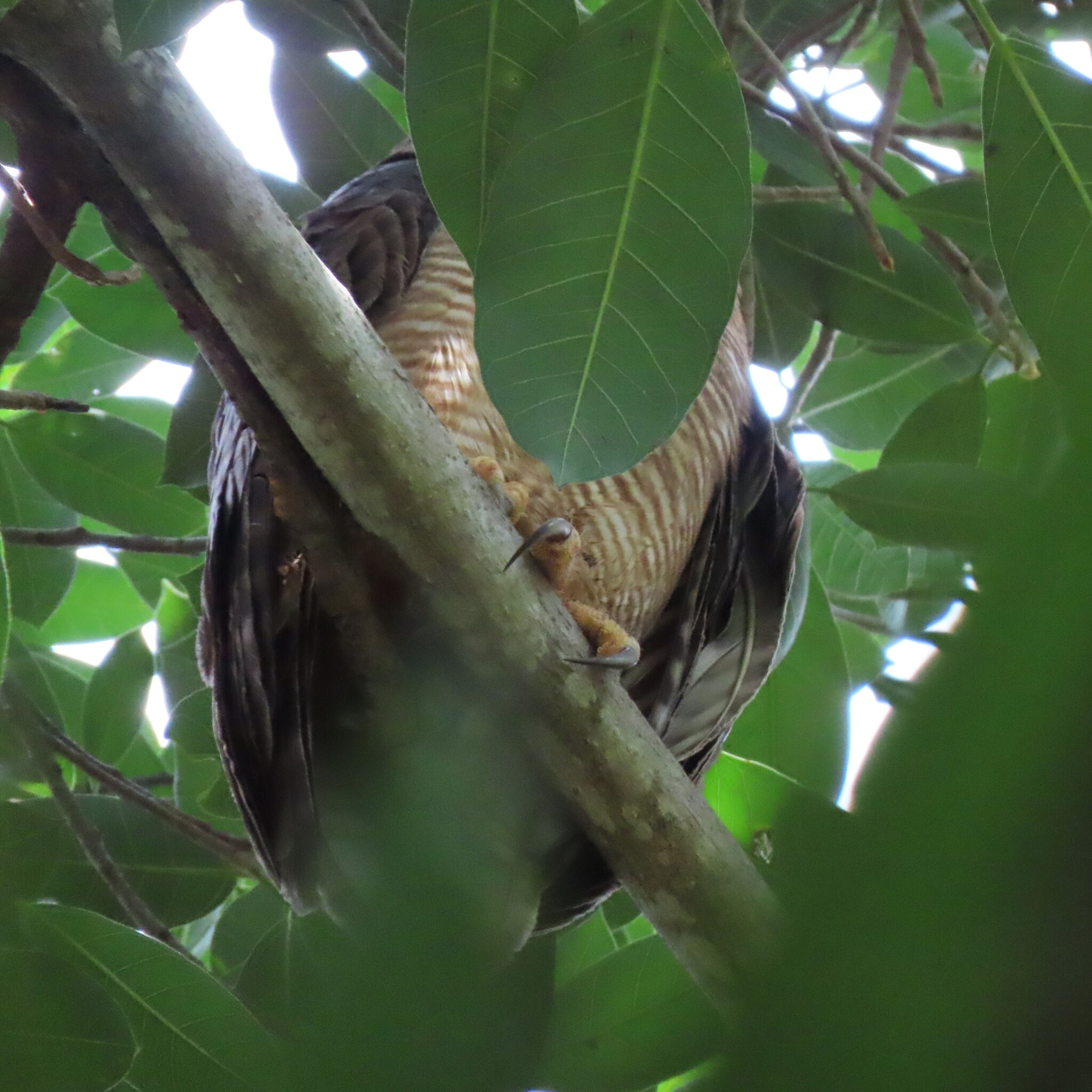 Rufous Owl (Ninox rufa), photo 9