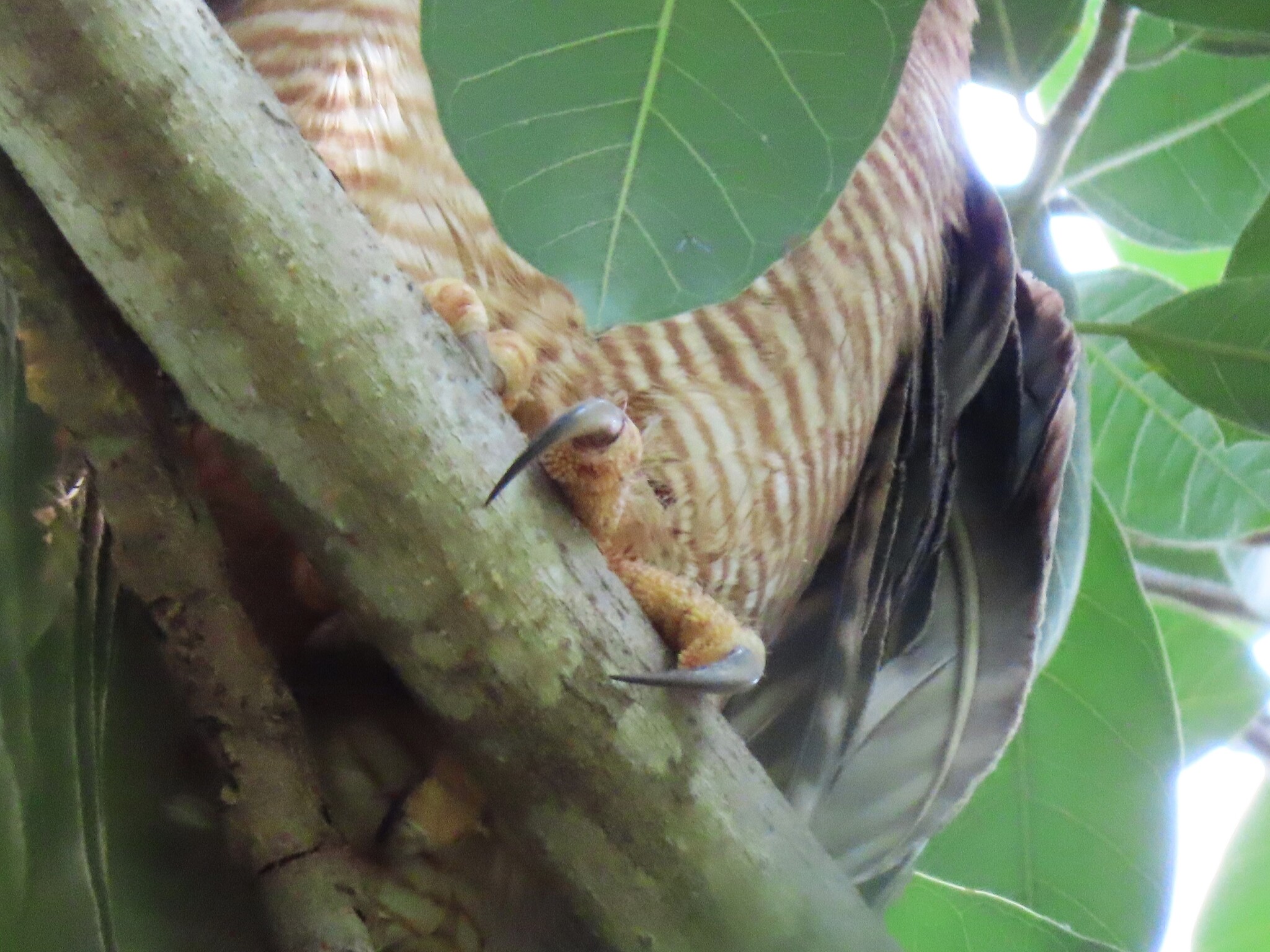 Rufous Owl (Ninox rufa), photo 10