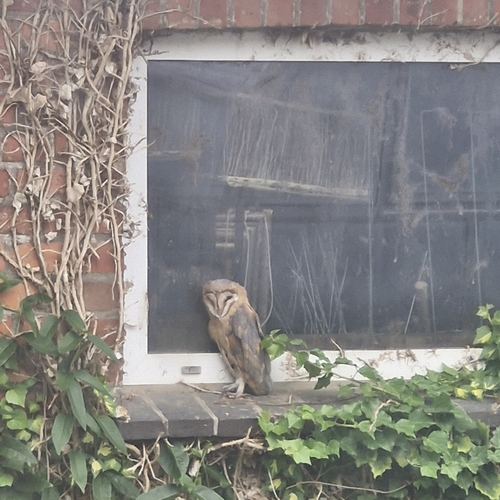 View observation of {o.common_name} on iNaturalist