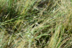 Stipa