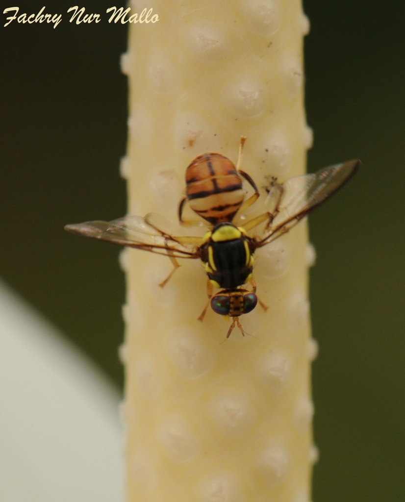 Bactrocera papayae
