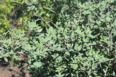 Quercus intricata