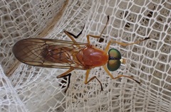 Ptecticus insularis