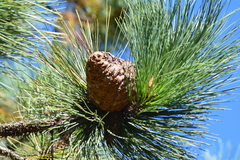 Pinus arizonica