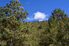 Pinus arizonica