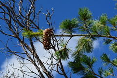 Pinus stylesii