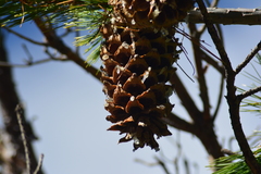 Pinus stylesii