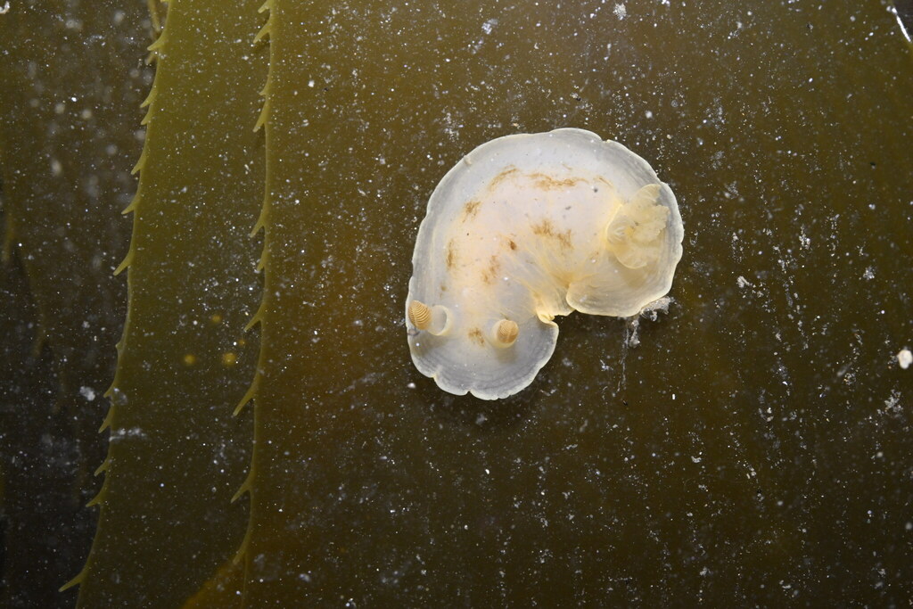 Aphelodoris luctuosa