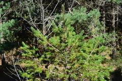 Abies vejarii