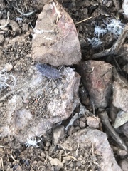 Porcellio laevis