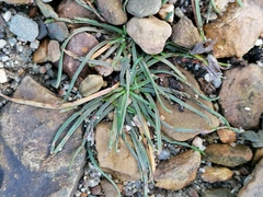 Littorella uniflora